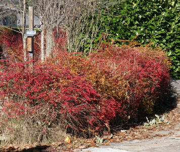 Bush with red and orange foliage