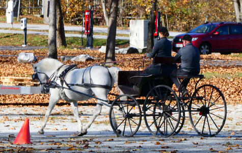 Cart with driver and passenger being pulled by a Lipizzaner horse.