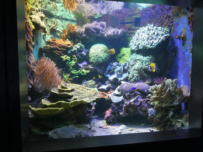 Aquarium tank with colorful coral