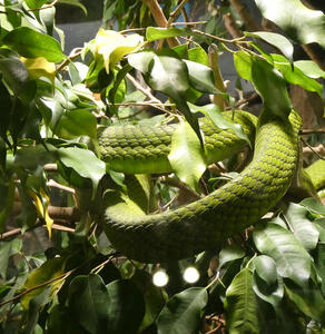 Snake curled around tree branch