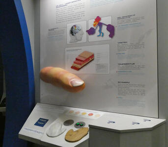 Large model of a finger with information about sense of touch