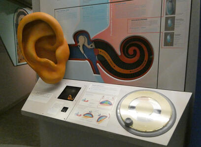 Model showing inner and outer ear structures