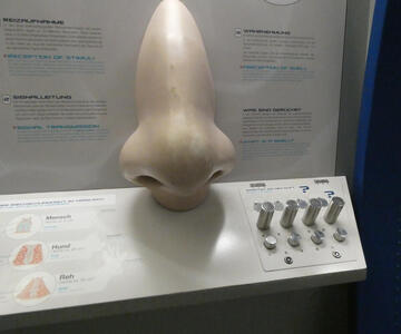 Large model of nose with information about sense of smell.