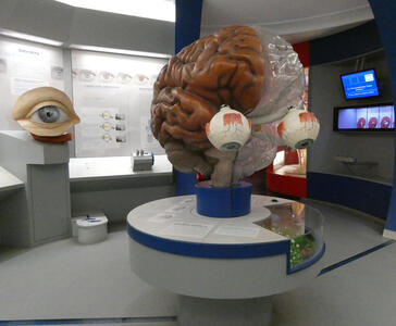 In middle of room, a large model of the brain. At left, a large eye that has associated information about vision.