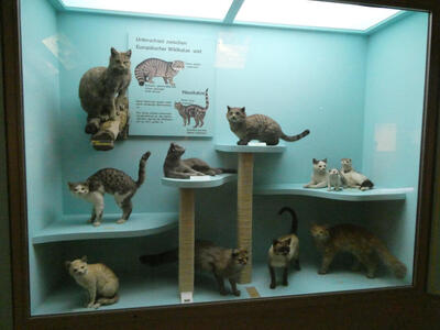 Models showing differences between European wild cat and domesticated cats