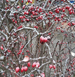 Red currant berries topped with frost