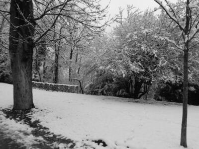 Trees at left and right, snow-covered grass in middle.