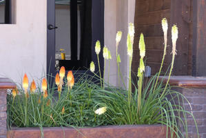 Spiky orange and yellow flowers