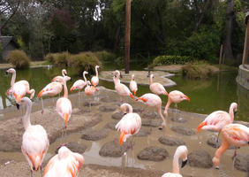 Flock of pink flamingos