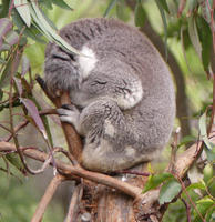 Sleeping koala