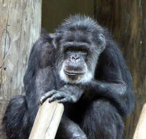 Old chimpanzee with head resting on back of hand