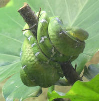 Green snake curled around a stick