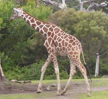 Giraffe (side view)