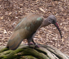 Bird with long red beak