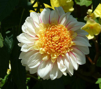 white yellow flower