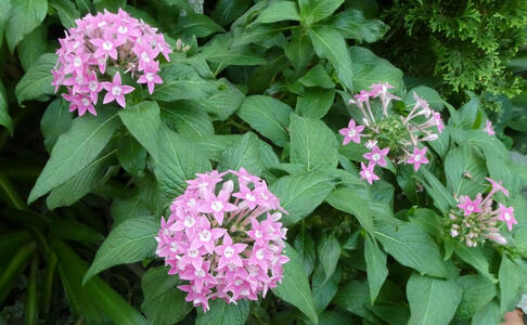 purple flowers