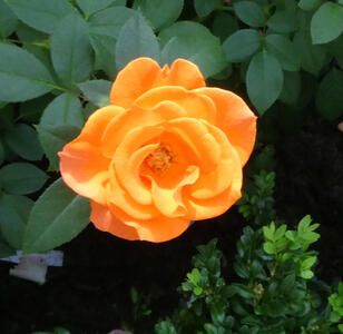 orange rose