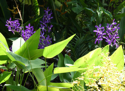 purple and yellow flowers