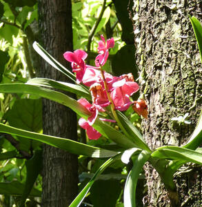 red flower