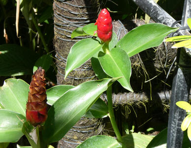 red flowers