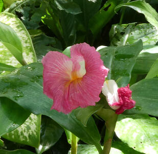 pink flower