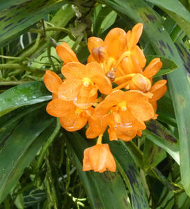 yellow flowers