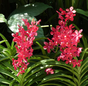 pink flowers