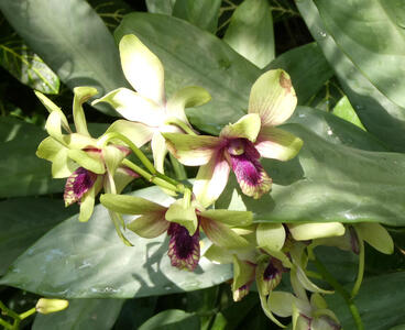 yellow purple flowers