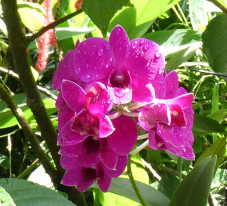 purple orchid