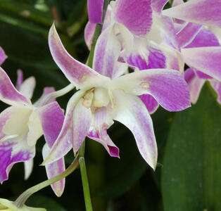 purple flower