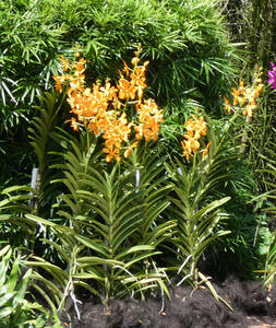 yellow flowers