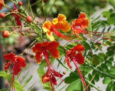 yellow orange flowers