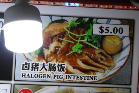 halogen pig intestine