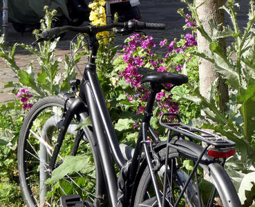 bike in front of purple flowers