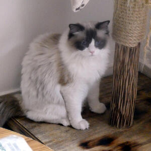 longhair siamese