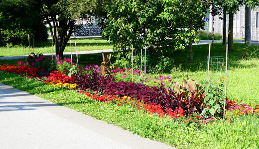 flowers in volkspark