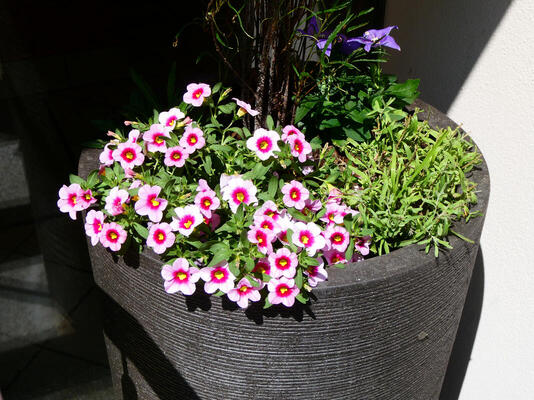 planter with purple flowers