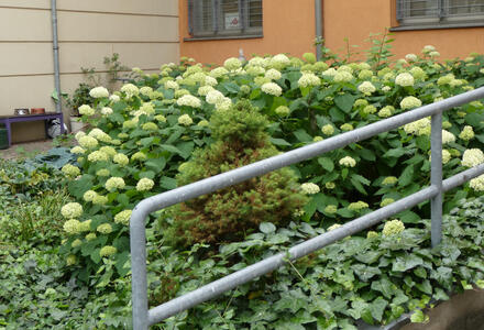 garden with light green-flowers