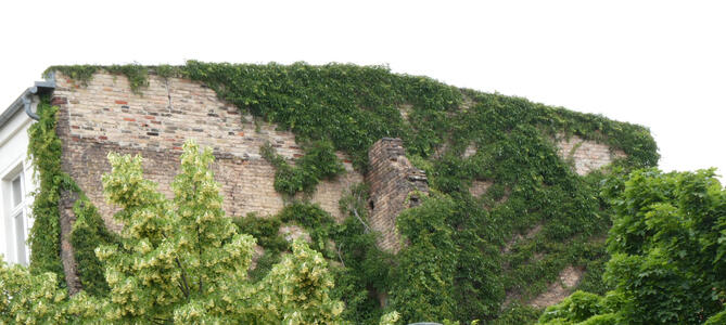 roof overgrown with vegetation