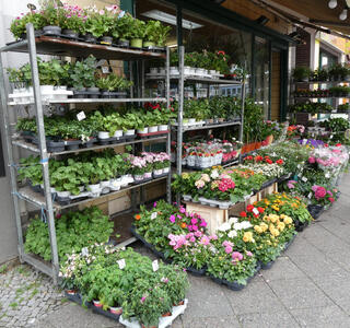plants for sale in front of store