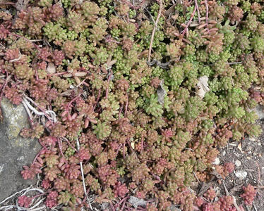 Small red and green bean-shaped plants