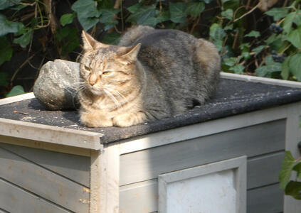 Brown tabby cat lying atop a wooden shelter; its paws are folded under its chest