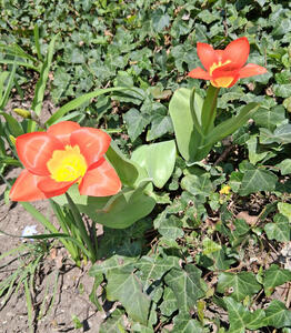 Flower with reddish-orange petals and yellow center