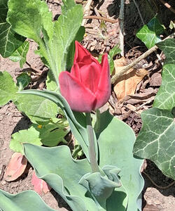 Red flower bud starting to open