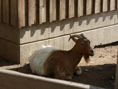 Small goat. Its front half is brown and its back half is white. It is lying on the ground, resting.
