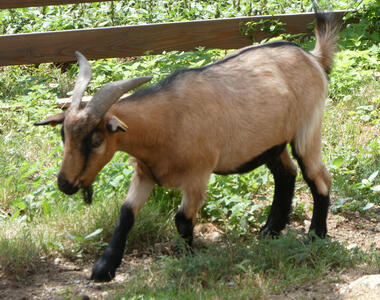 Small orange-tan goat. The lower half of its legs are black.
