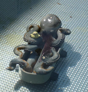 Octopus in a tub. In one of its tentacles is a rubber duck