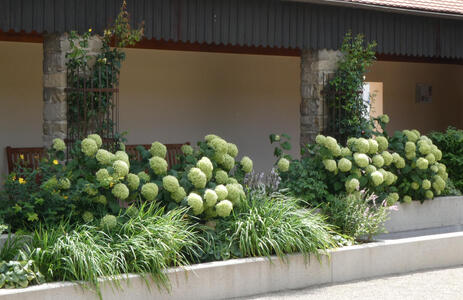 Large planters with puffy green plants in them