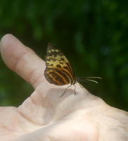 Orange, yellow, black butterfly