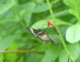 Butterfly hanging on red flower